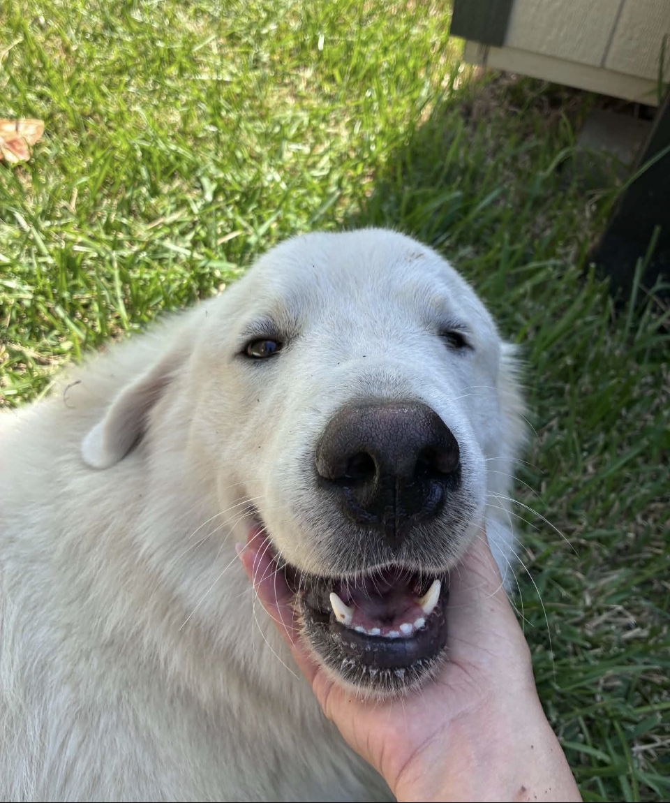 Yeti